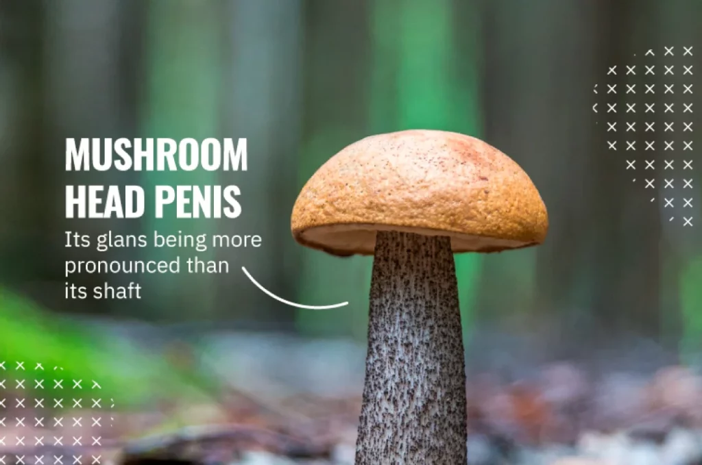 types of penises mushroom head penis